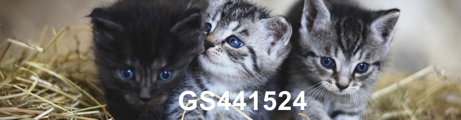 jakość GS-441524 fabryka